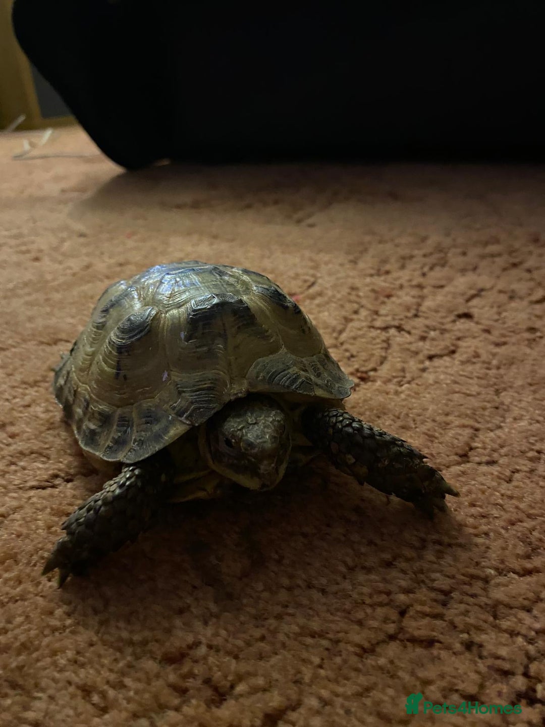 Tortoise reptiles for sale: Pair of Male Horsefield Tortoises with full set up - Advert 21