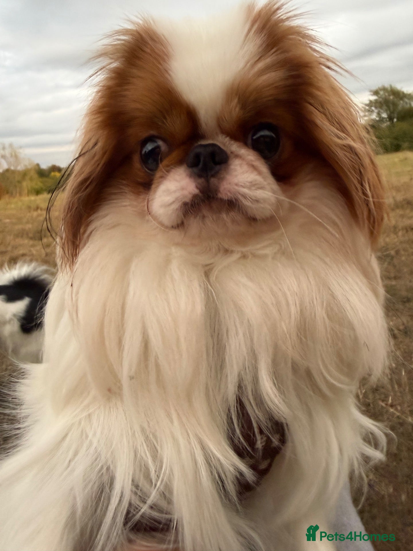 Japanese Chin dogs Healthy male puppy very adventurous  - Advert 1