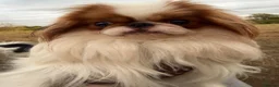 Japanese Chin dogs for sale: Healthy male puppy very adventurous  - Advert 1