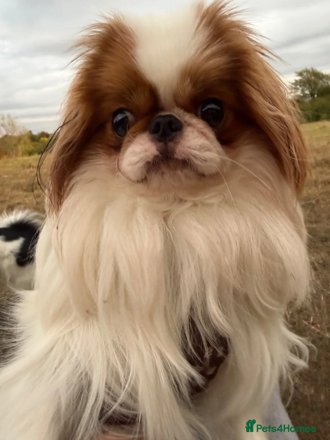 Japanese Chin dogs for sale: Healthy male puppy very adventurous  - Advert 1