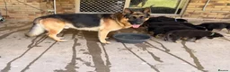 German Shepherd dogs for sale: German Shepherd Puppies Ready Now For Sale in Burton-on-Trent - Advert 2