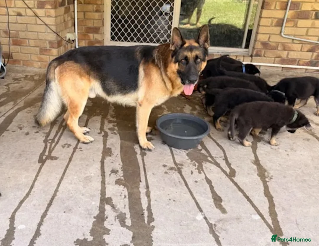 German Shepherd dogs for sale: German Shepherd Puppies Ready Now For Sale in Burton-on-Trent - Advert 2