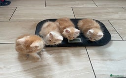 Maine Coon cats for sale: Maine Coon Cross Kittens  - Image 3