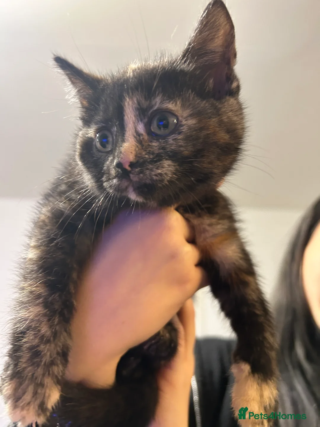 Mixed Breed cats for sale: British shorthair cross  - Advert 6