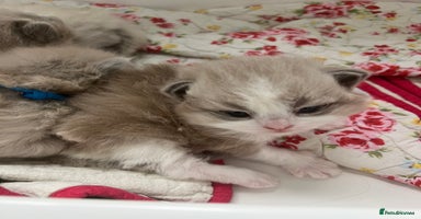Ragdoll cats - Advert 5