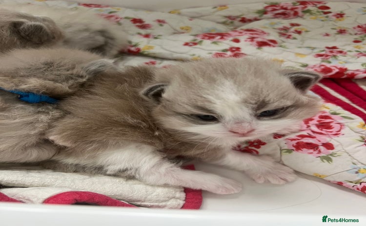 Ragdoll cats - Advert 3
