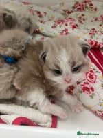 Ragdoll cats - Advert 3