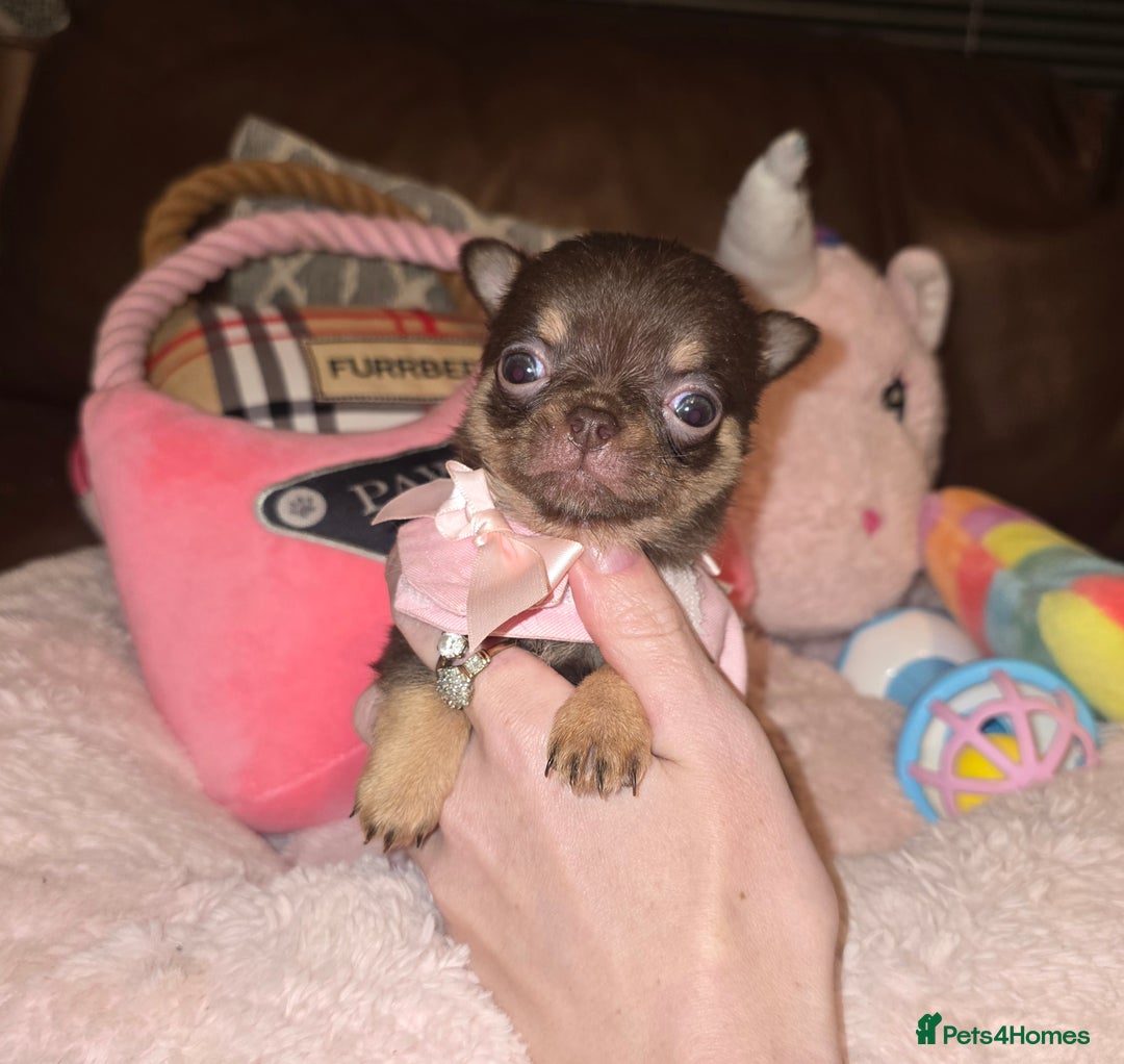Chihuahua dogs for sale: XxQuality Chihuahua Chocolate Thai breeding pupsXx - Advert 26