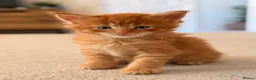 Maine Coon cats for sale: GCCF/ TICA Maine Coon Classic Taby kittens - Advert 35