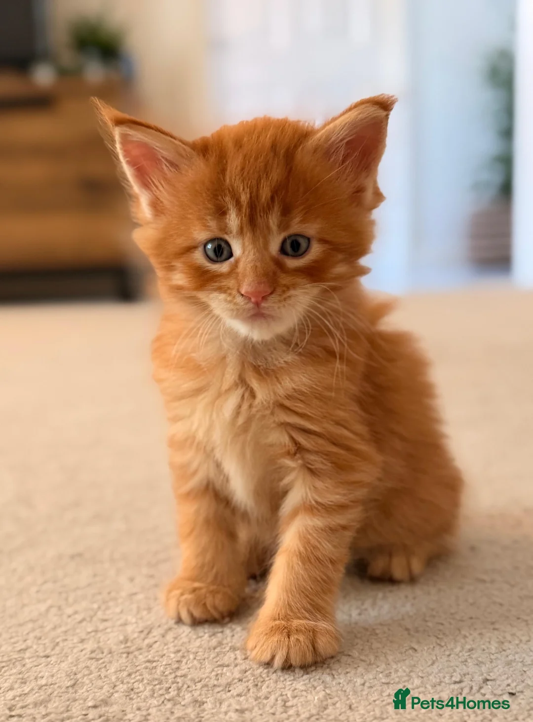 Maine Coon cats for sale: GCCF/ TICA Maine Coon Classic Taby kittens - Advert 35