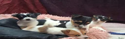 Jack Russell dogs for sale: Pure Jack Russell pups for sale - Advert 6