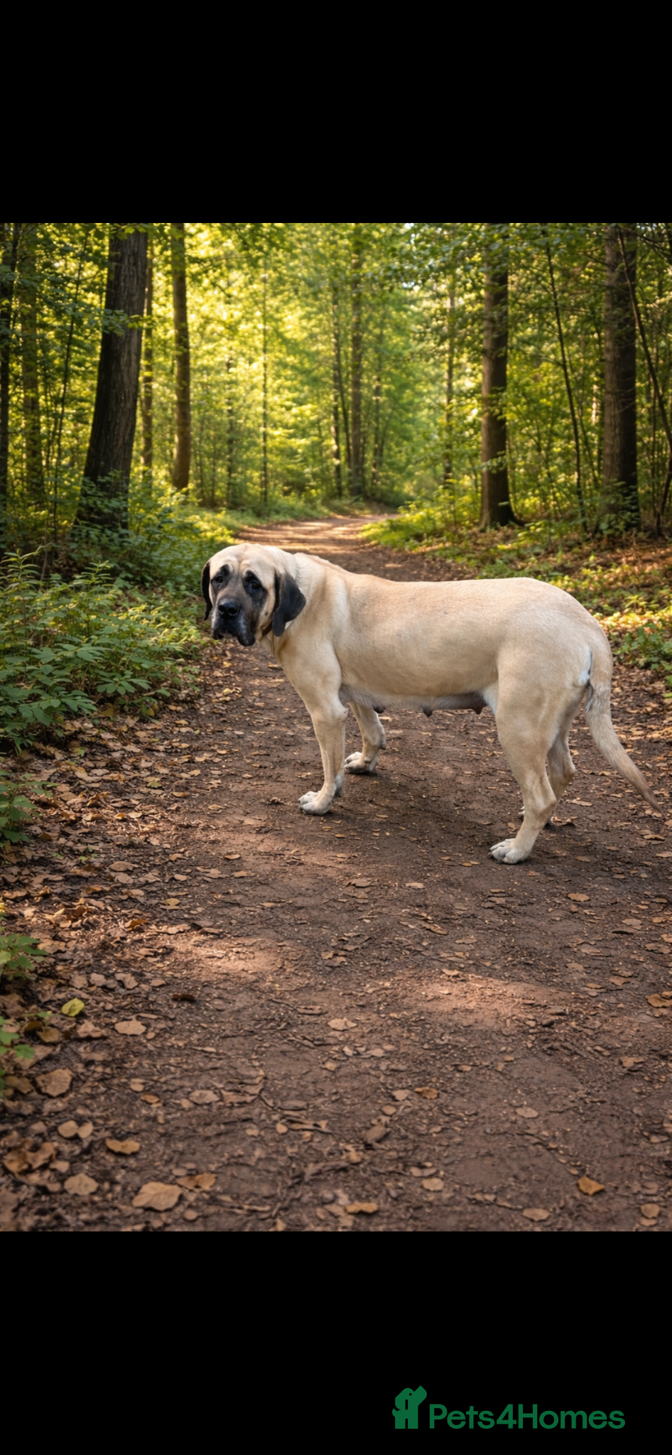 Mixed Breed dogs Old English mastiff x puppies 1 female available  - Advert 12
