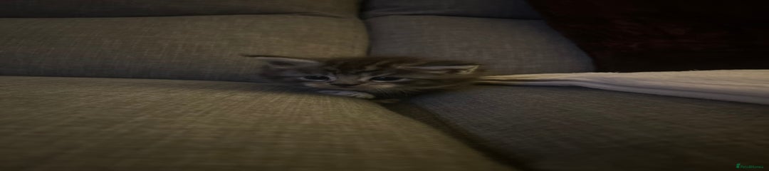 Maine Coon Kitten 2 purple collar 