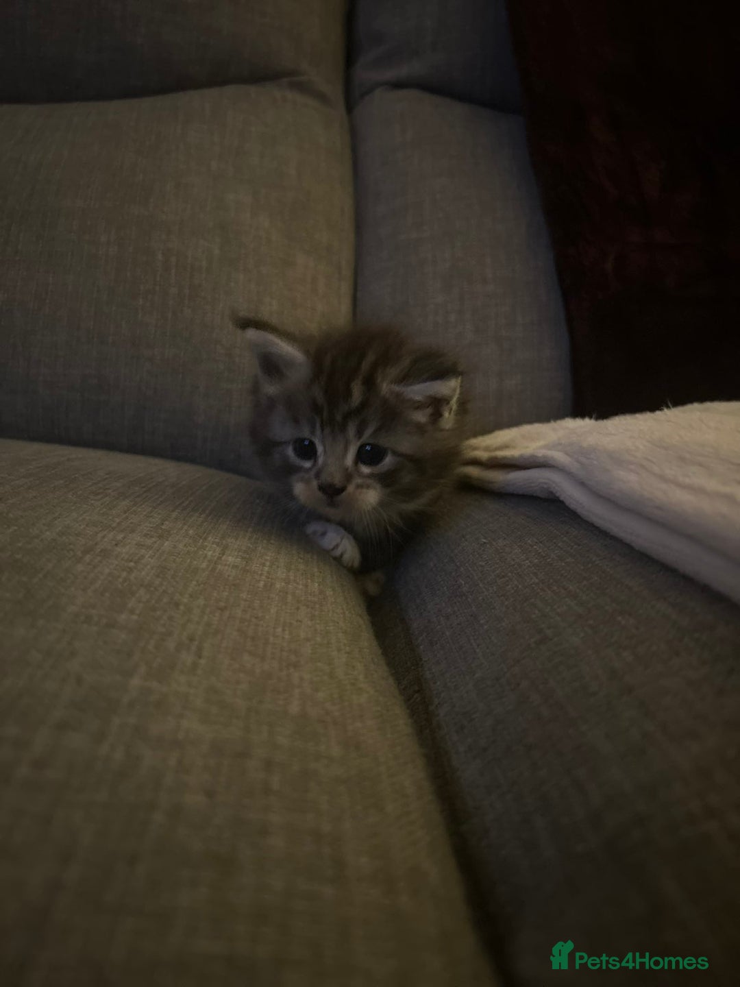 Maine Coon cats for sale: 2 boys and 1 girl  - Advert 4