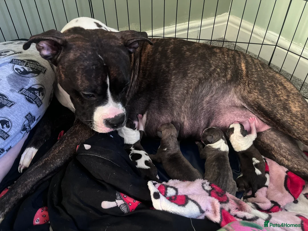 Mixed Breed dogs for sale: 2 mix breed beautiful boys. - Advert 2