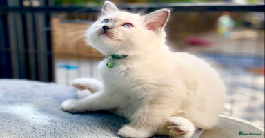 Ragdoll cats - Advert 3