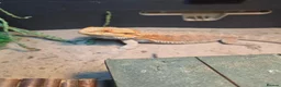 Bearded Dragon reptiles for sale: Bearded dragon  - Advert 2