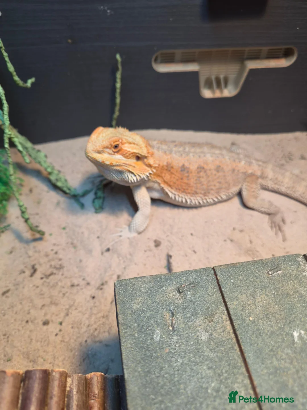 Bearded Dragon reptiles for sale: Bearded dragon  - Advert 2