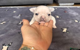 French Bulldog dogs for sale: KC FRENCH BULLDOG PUPPIES - READY NOW - Image 14