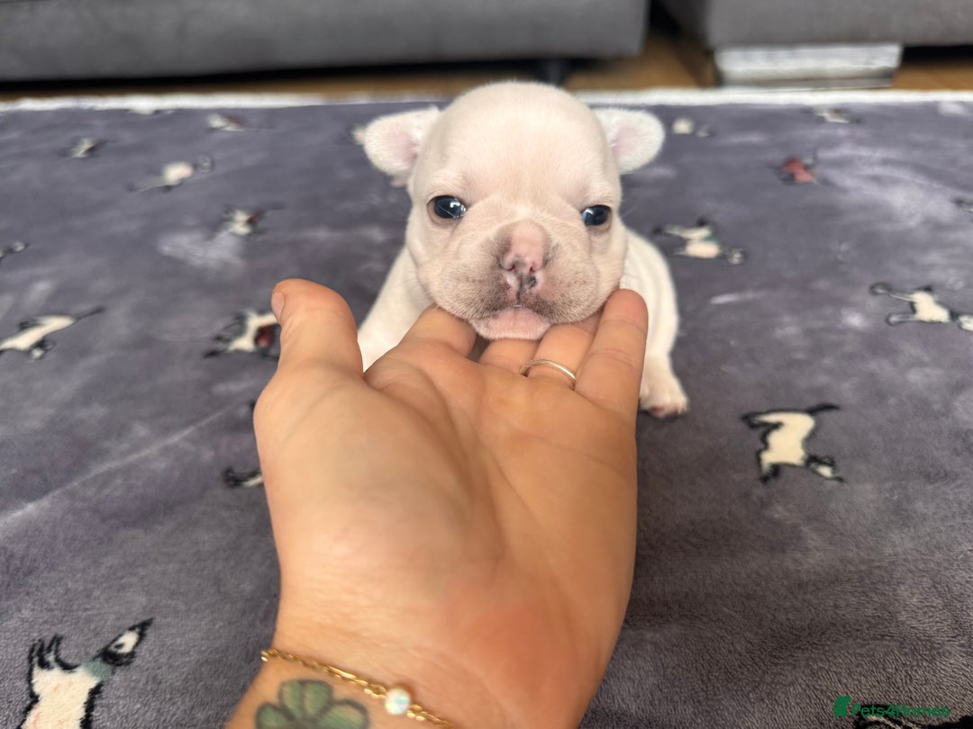 French Bulldog dogs for sale: KC FRENCH BULLDOG PUPPIES - READY NOW - Image 14