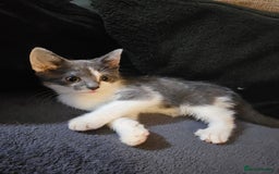 Mixed Breed cats for sale: Adorable kittens looking for their forever homes  - Image 2