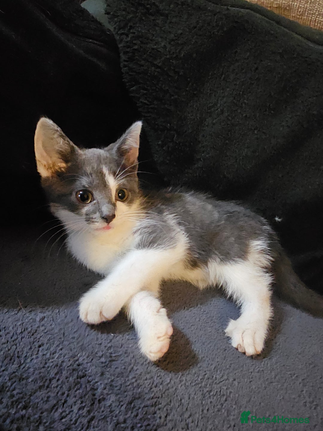 Mixed Breed cats for sale: Adorable kittens looking for their forever homes  - Image 2