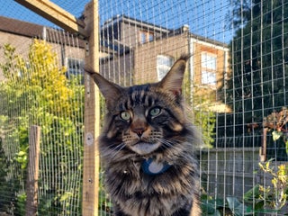 Maine Coon cats in Ilford - Advert 11