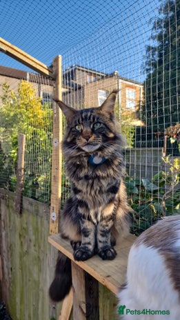 Maine Coon cats hiiii our XXL Izzy boy is ready for stud video ava in Ilford - Advert 3