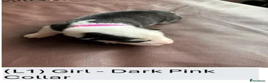 (L1) Girl - Dark Pink Collar