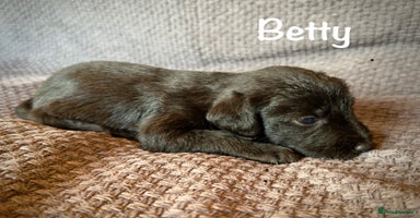 Lurcher dogs - Advert 2