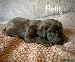 Lurcher dogs - Advert 2