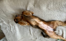 Cocker Spaniel dogs for sale: Outstanding Show Cocker Spaniel DNA Tested - Advert 8