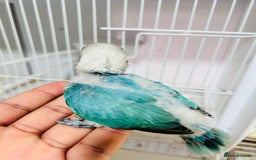 Lovebirds birds for sale: Handreared mutation lovebirds for sale  - Image 6