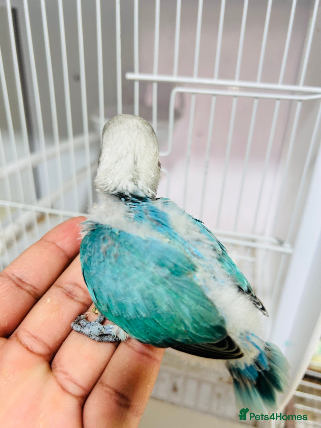 Lovebirds birds for sale: Handreared mutation lovebirds for sale  - Image 6