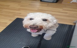 Goldendoodle dogs for sale: 🐾 Adorable Standard Goldendoodle Puppies 🐾 - Image 32