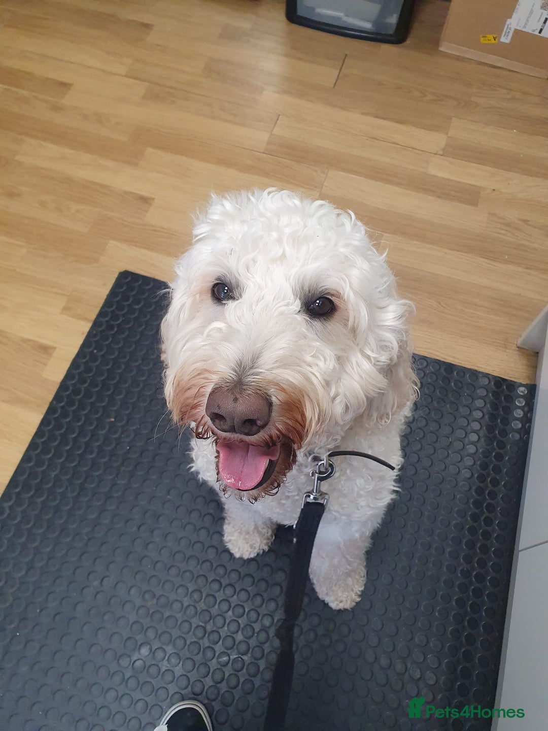 Goldendoodle dogs for sale: 🐾 Adorable Standard Goldendoodle Puppies 🐾 - Image 32