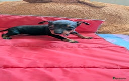 English Toy Terrier dogs for sale: Quality English toy terrier Male  puppy - Image 5