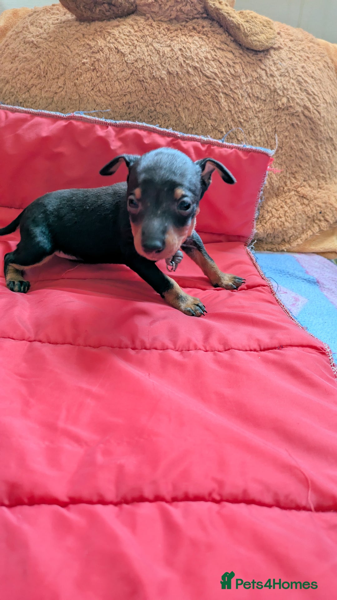 English Toy Terrier dogs for sale: Quality English toy terrier Male  puppy - Image 5