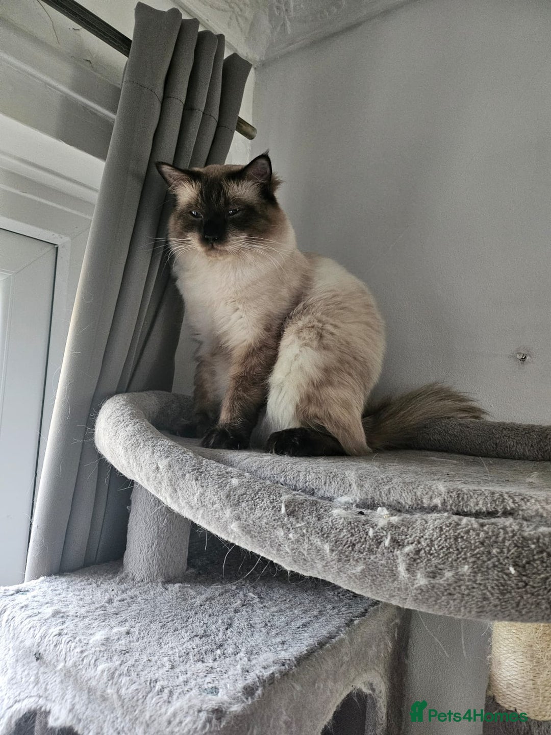 Ragdoll cats for sale: Large baby Ragdoll Male - Image 2