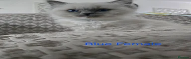 Ragdoll Kitten 1: Blue Mitted Female - Gallus 'Blue' Weegie