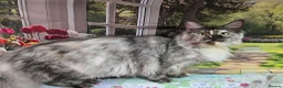Maine Coon cats for sale: Gorgeous Tortie Smoke Maine Coon - Advert 3