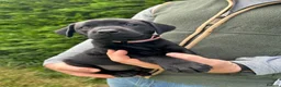 Labrador Retriever dogs for sale: KC Black Labrador puppy's  - Advert 4