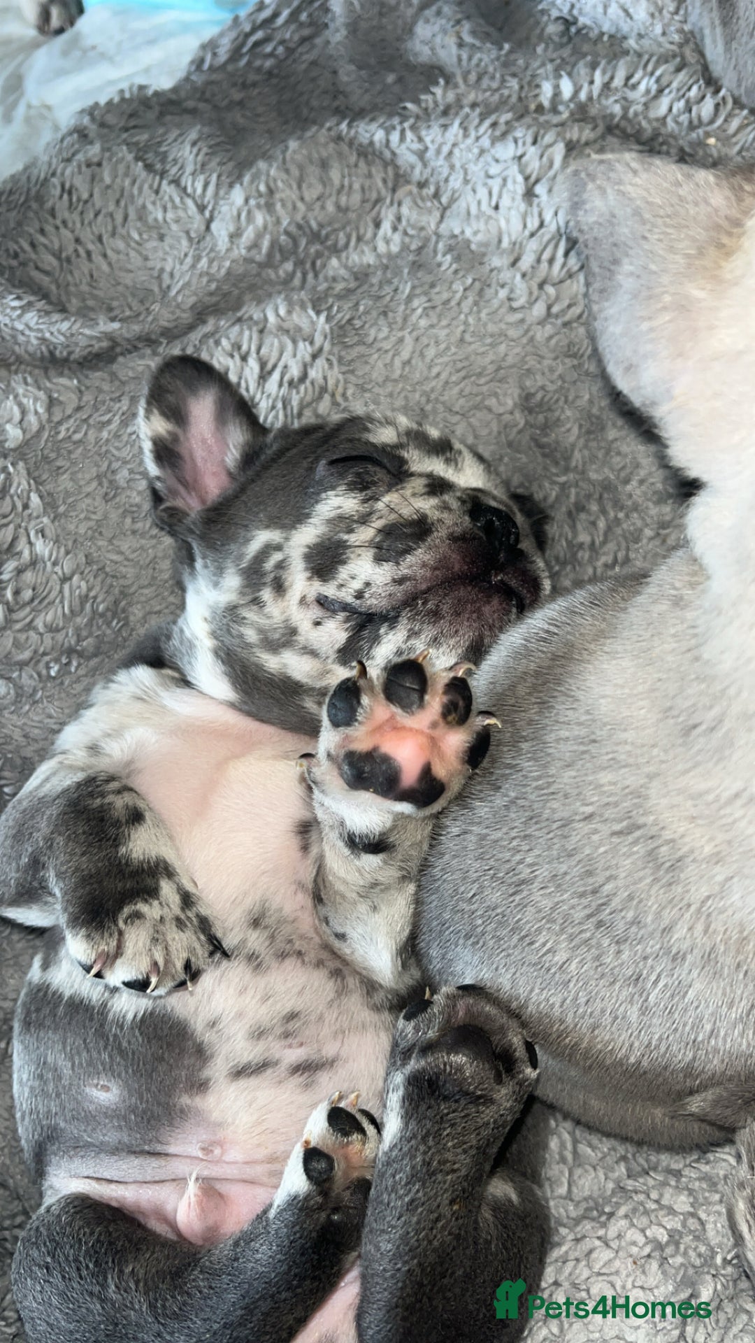 French Bulldog dogs for sale: Tri-colour Blue Merle Frenchie pups - Image 21