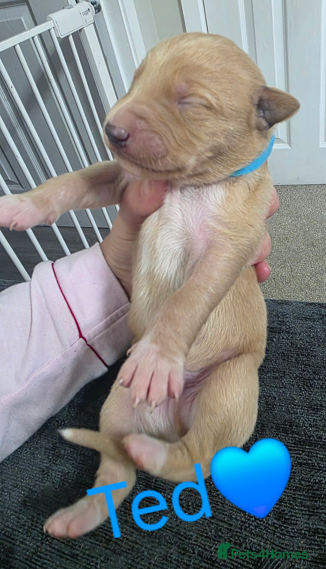 Mixed Breed dogs for sale: Saluki collie bull whippet greyhound pups - Advert 2