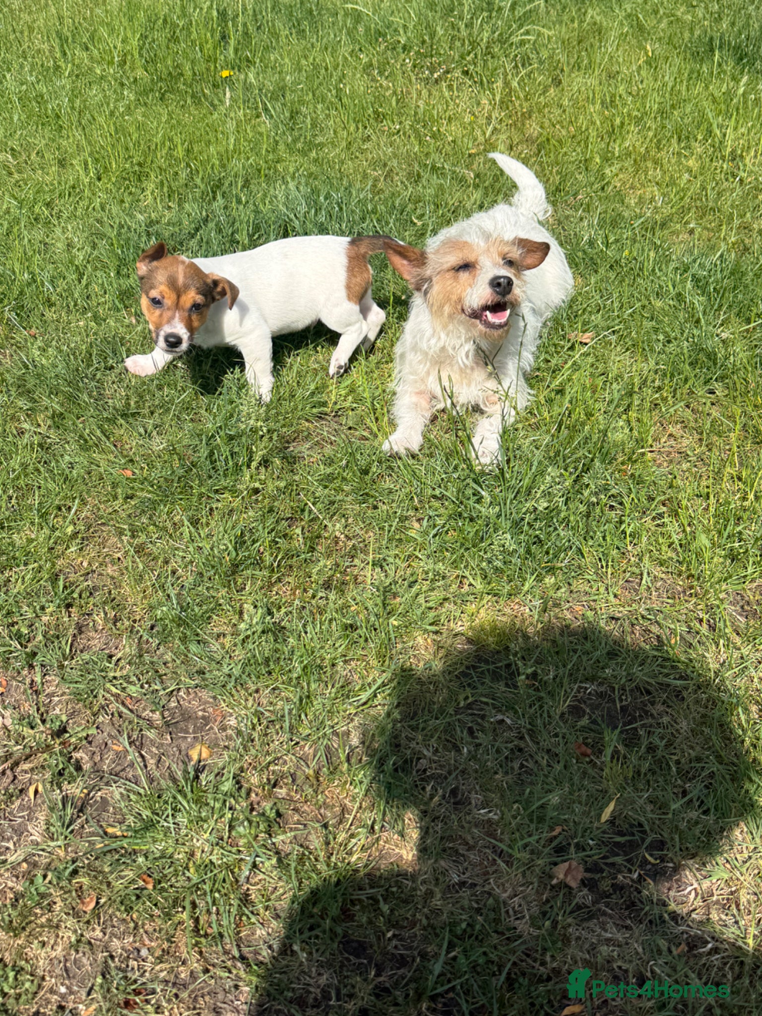 Jack Russell dogs Jack Russell pup ready now 1 boy left now ! - Advert 2