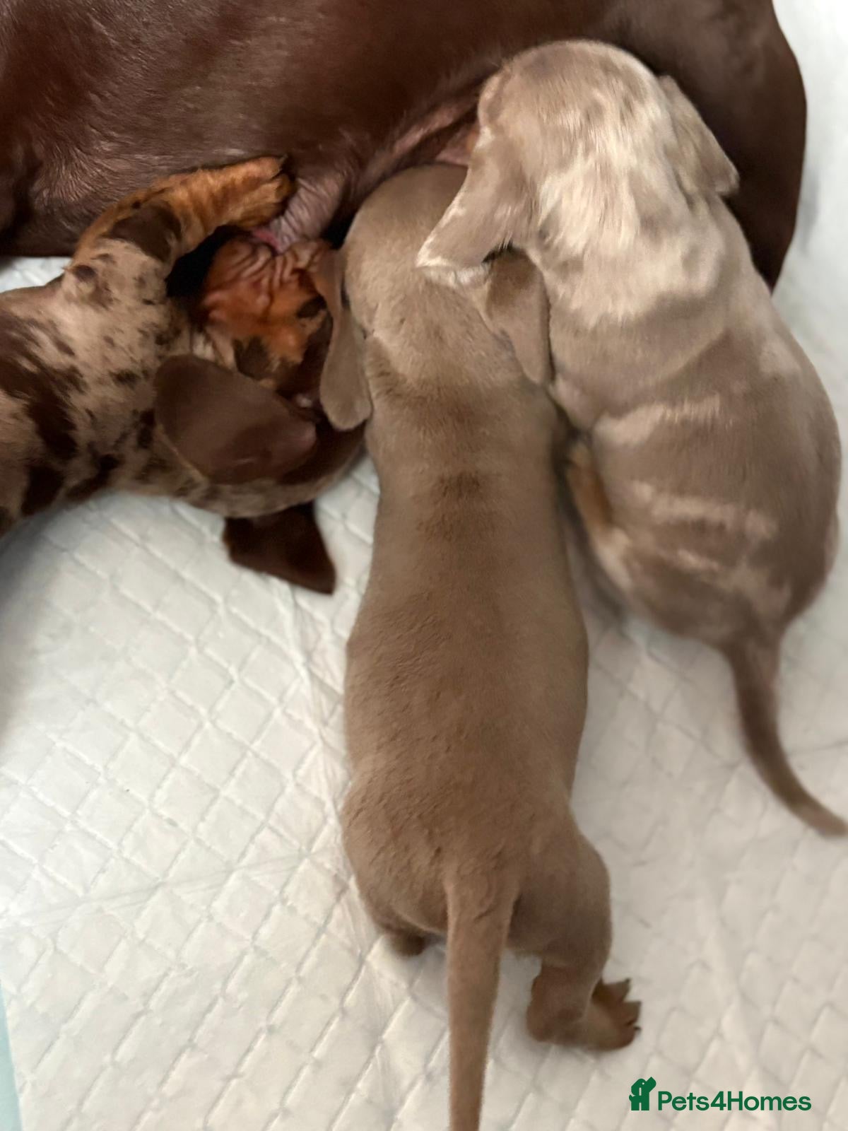 Miniature Dachshund dogs Miniature Dachshunds  - Advert 2