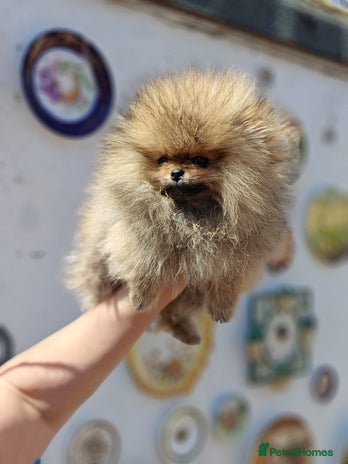 Pomeranian dogs in London - Advert 3