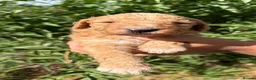 Australian Labradoodle dogs for sale: HEALTH TESTED AUSTRALIAN LABRADOODLE PUPPIES  - Advert 4