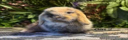 Mini Lop rabbits for sale: 🐰MINI LOPS AVAILABLE TO RESERVE🐰 - Advert 2