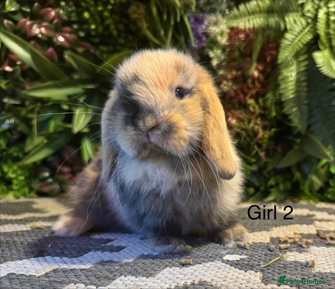Mini Lop rabbits for sale: 🐰MINI LOPS AVAILABLE TO RESERVE🐰 - Advert 2